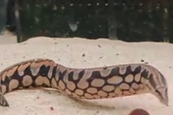 网纹刺鳅是什么鱼？