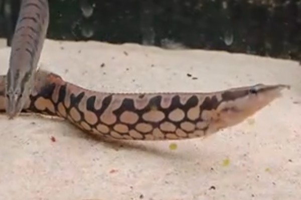 网纹刺鳅是什么鱼？