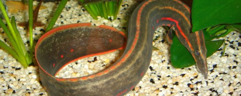 红纹刺鳅是什么鱼？