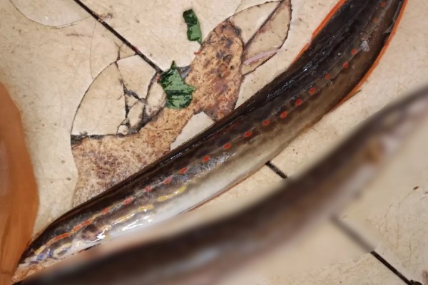 红纹刺鳅是什么鱼？