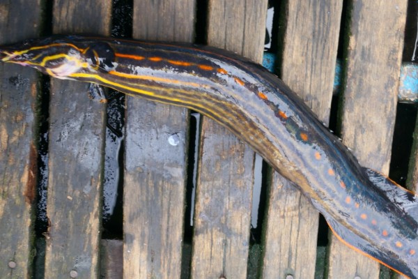 红纹刺鳅是什么鱼？