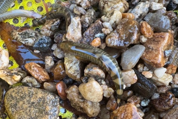 密纹南鳅是什么鱼?