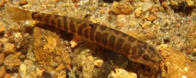 密纹南鳅是什么鱼?