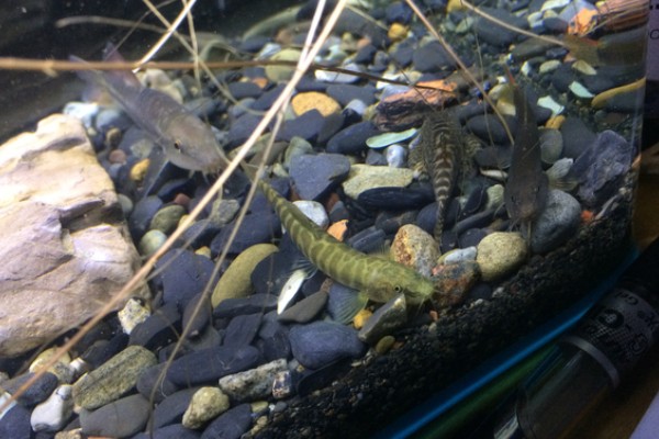 密纹南鳅是什么鱼?