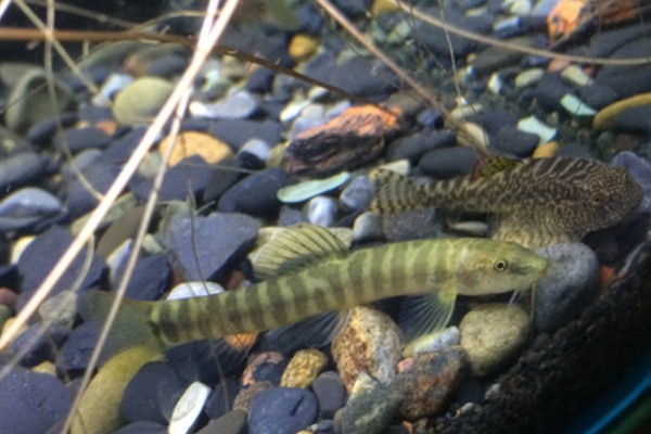 密纹南鳅是什么鱼?