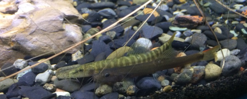 宽纹南鳅是什么鱼?