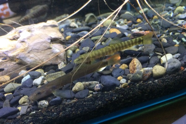 宽纹南鳅是什么鱼?