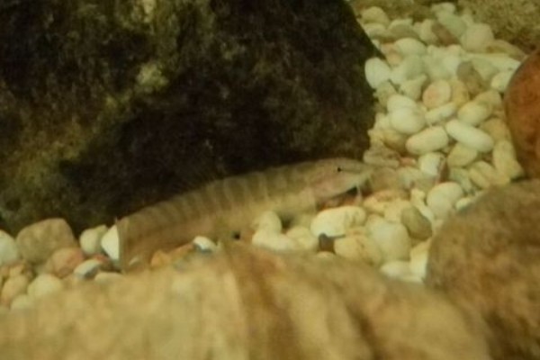 宽纹南鳅是什么鱼?