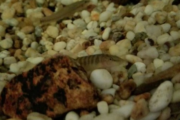 宽纹南鳅是什么鱼?