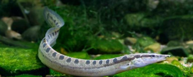 云斑刺鳅是什么鱼?