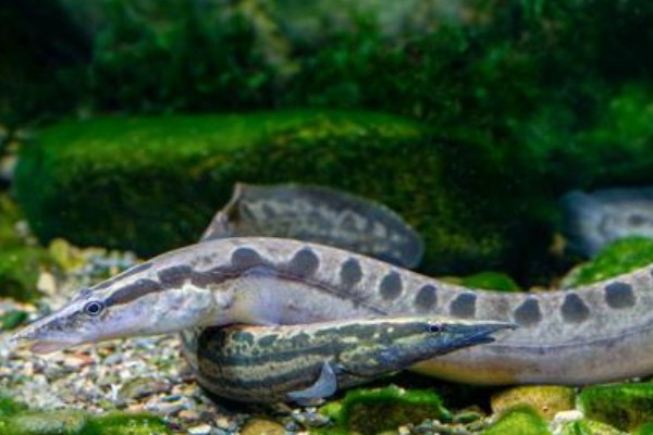 云斑刺鳅是什么鱼？