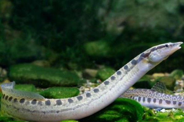 云斑刺鳅是什么鱼？