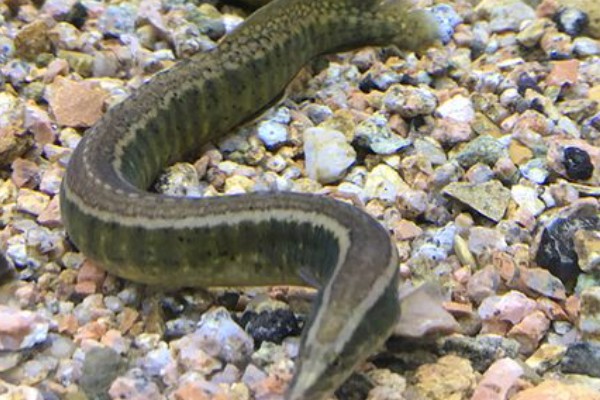 中华刺鳅是什么鱼？