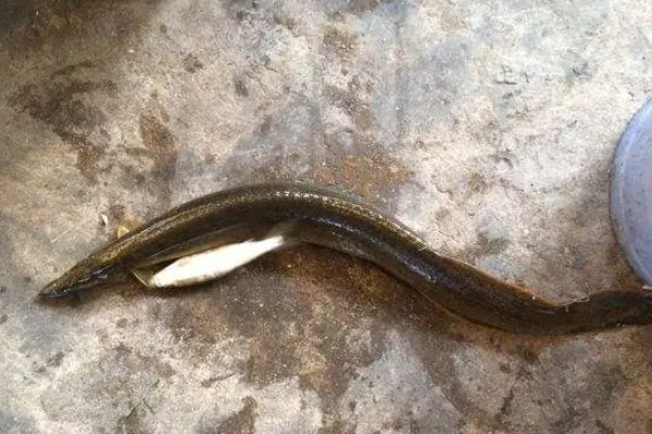 中华刺鳅是什么鱼？