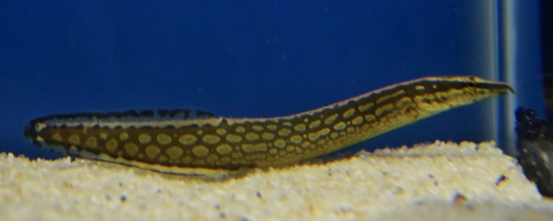 中华刺鳅是什么鱼?