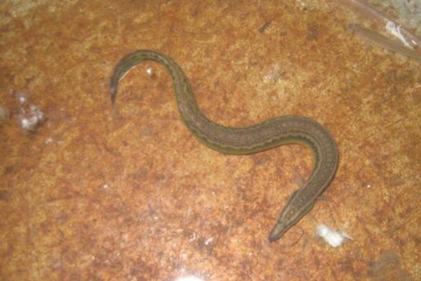 三叶刺鳅是什么鱼？