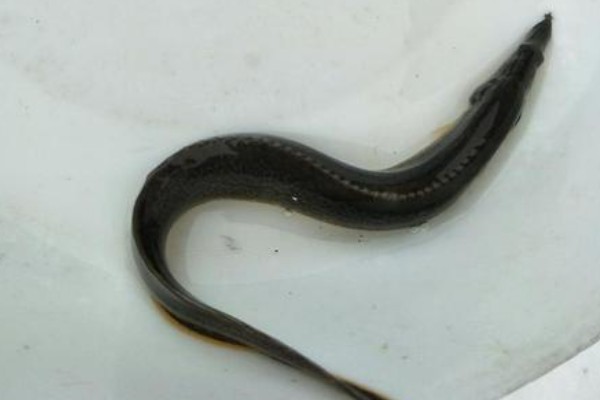 三叶刺鳅是什么鱼？