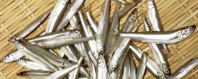 日本公鱼是什么鱼？