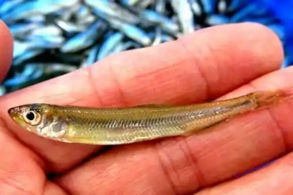 日本公鱼是什么鱼？