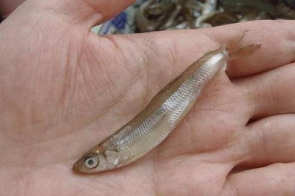 日本公鱼是什么鱼？