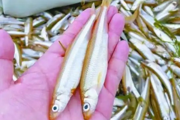 日本公鱼是什么鱼？