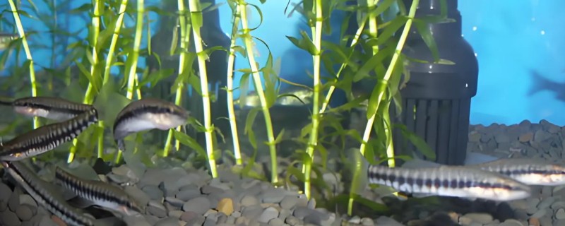 黑斑云南鳅是什么鱼?