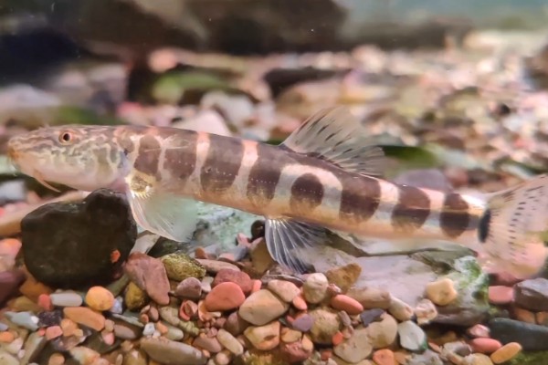 黑斑云南鳅是什么鱼?