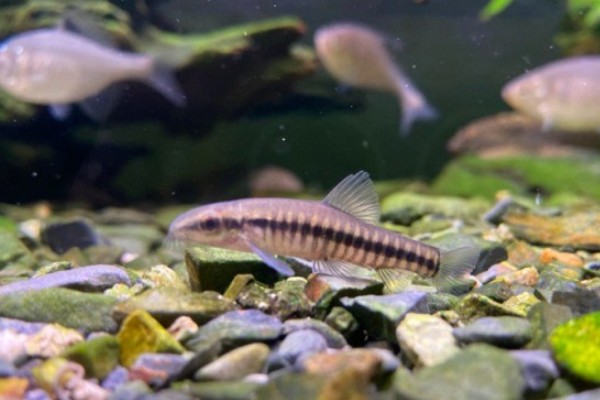 黑斑云南鳅是什么鱼?