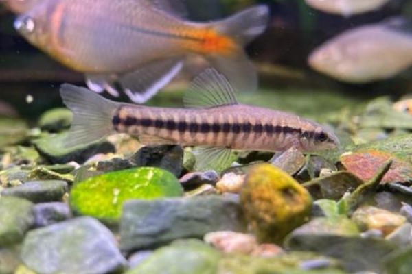黑斑云南鳅是什么鱼?