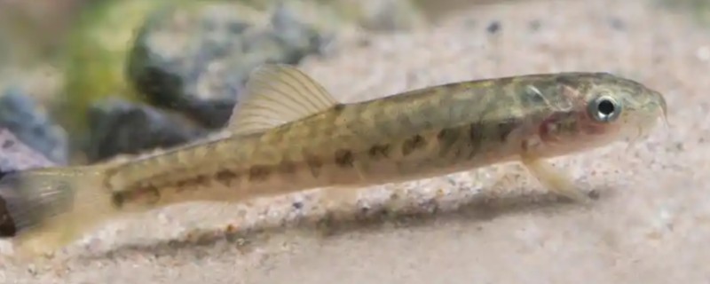 纺锤云南鳅是什么鱼？