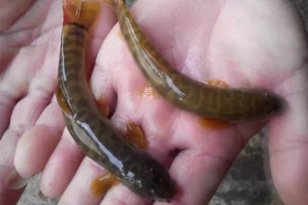 纺锤云南鳅是什么鱼？