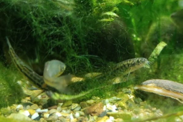 纺锤云南鳅是什么鱼？