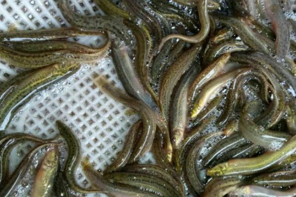 纺锤云南鳅是什么鱼？