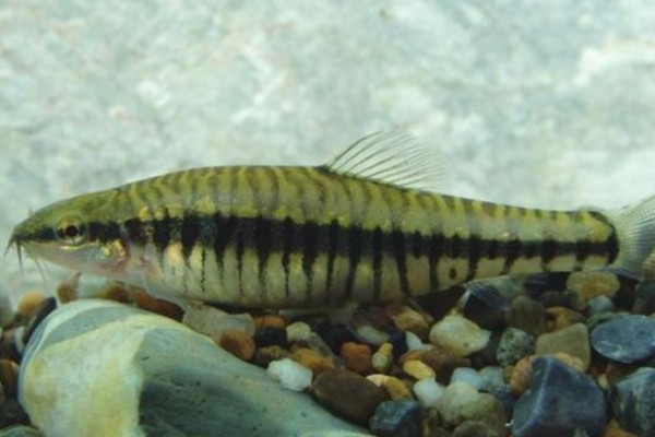 异色云南鳅是什么鱼？