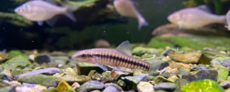 异色云南鳅是什么鱼？