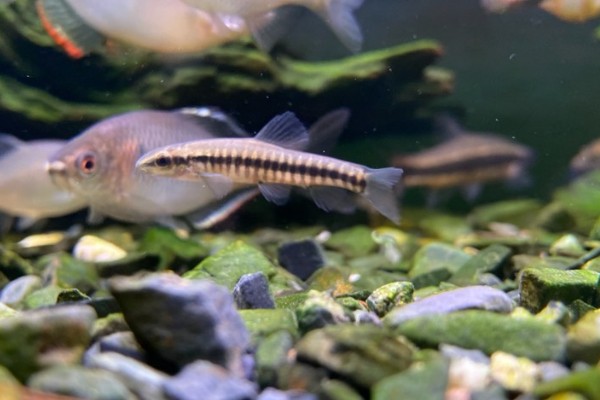 异色云南鳅是什么鱼？