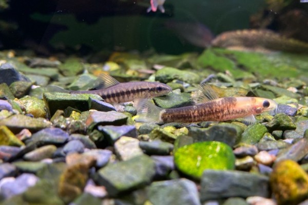 异色云南鳅是什么鱼？