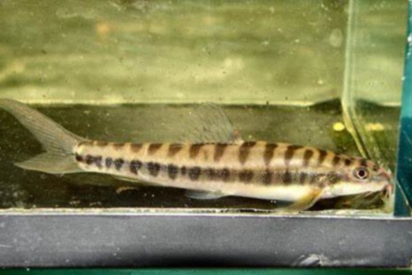 巴江云南鳅是什么鱼？