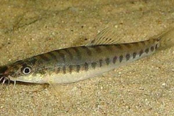 巴江云南鳅是什么鱼？