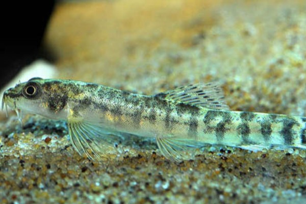 巴江云南鳅是什么鱼？