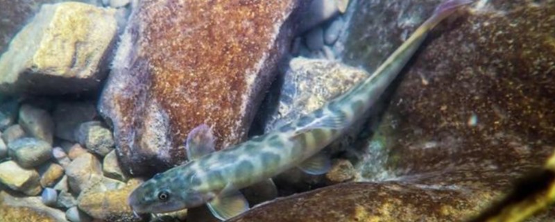巴江云南鳅是什么鱼？