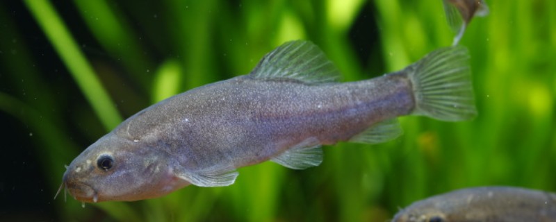 黑体云南鳅是什么鱼?