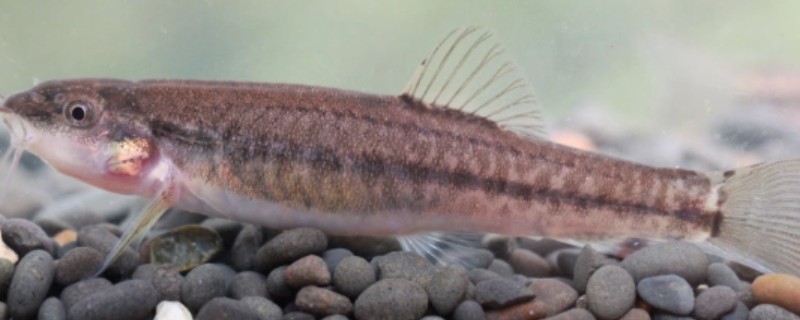 川河云南鳅是什么鱼？