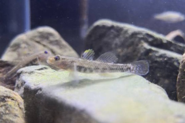 川河云南鳅是什么鱼？