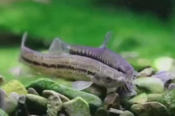 川河云南鳅是什么鱼？