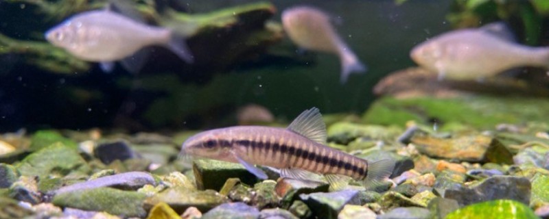 小云南鳅是什么鱼?