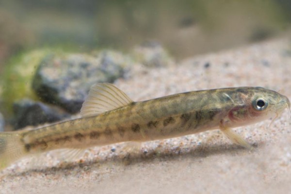 小云南鳅是什么鱼?