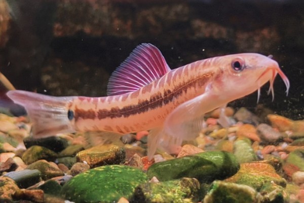 小云南鳅是什么鱼?