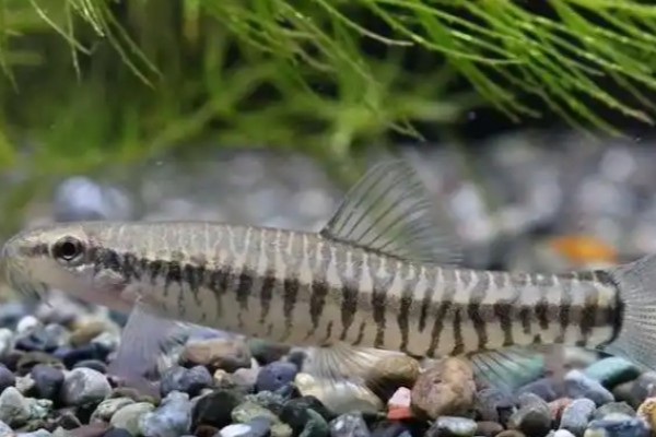 小云南鳅是什么鱼?