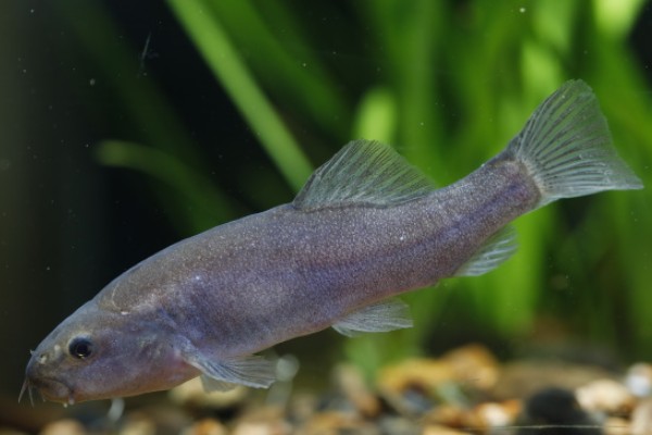 黑体云南鳅是什么鱼?